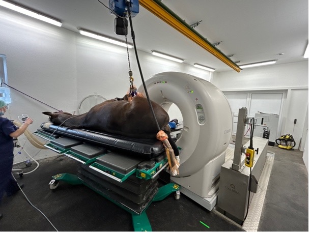 Beitragsbild Willkommen in der Pferdeklinik Parsdorf: Spitzentechnologie trifft auf Fachexpertise