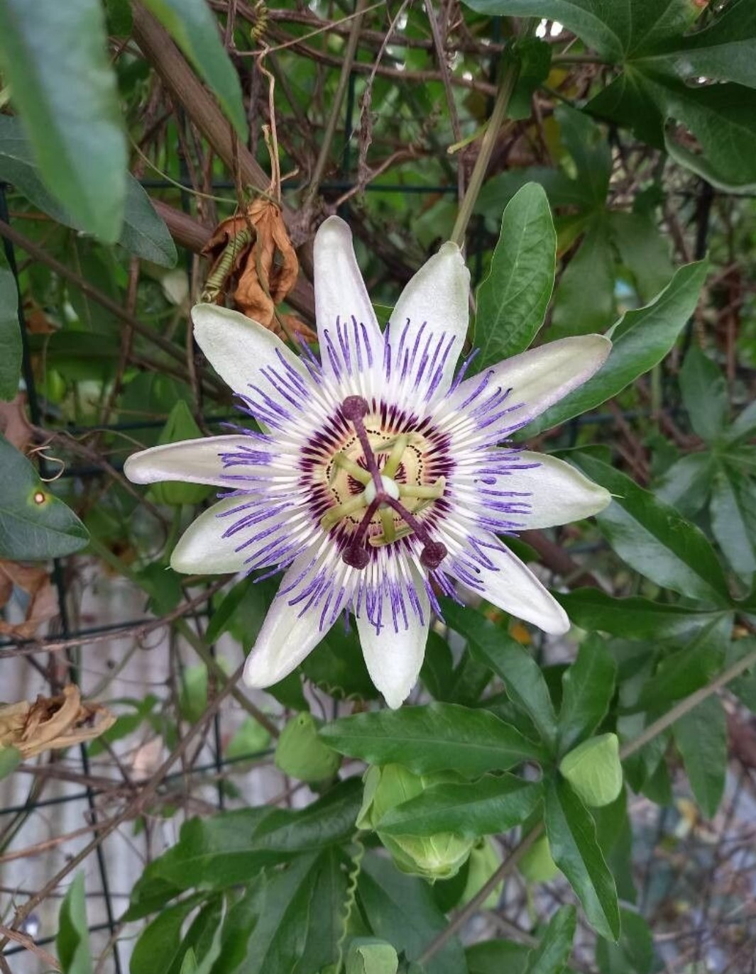 Passiflora Caerulea (Passionsblume)