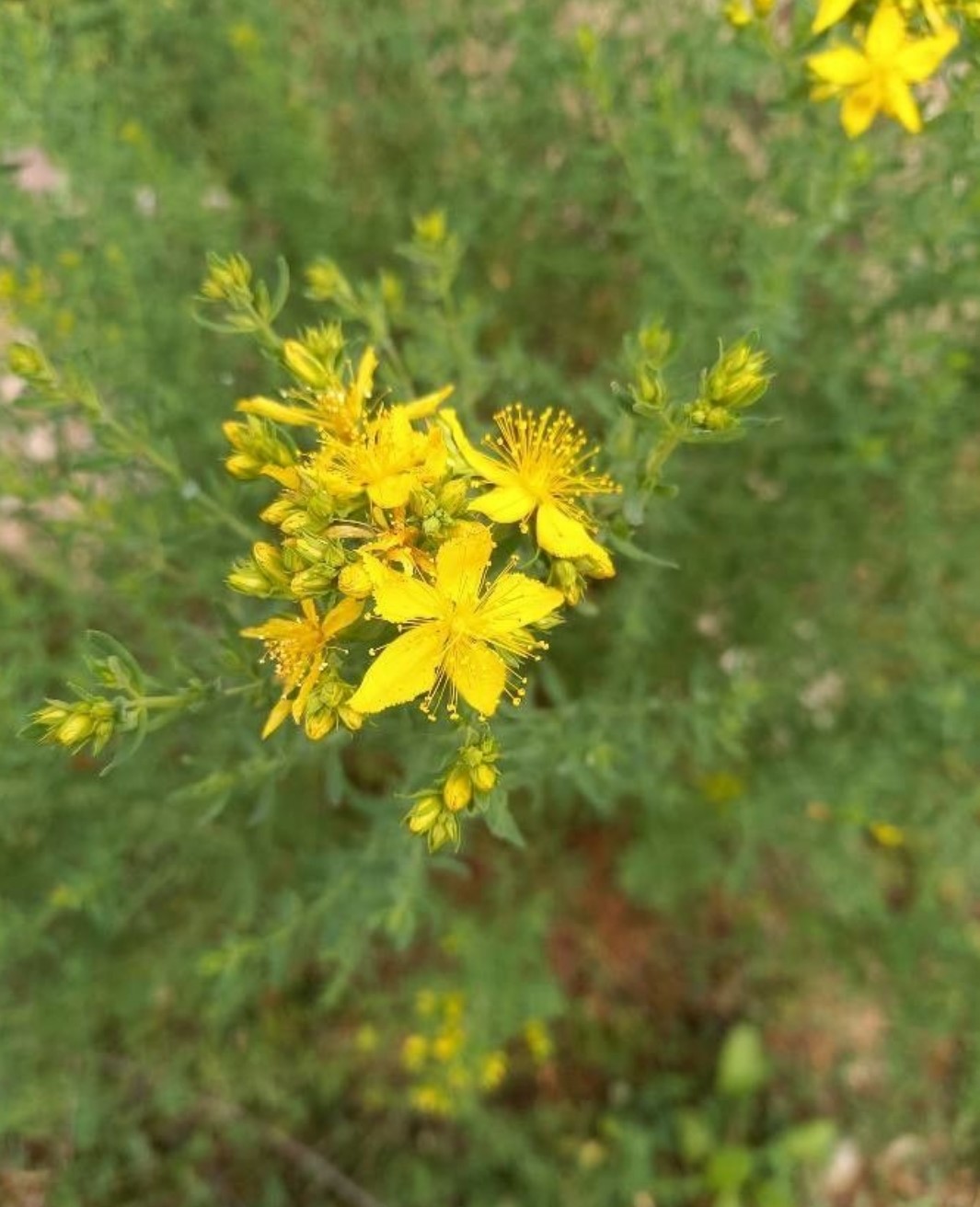 Hypericum Perforatum (Johanniskraut)