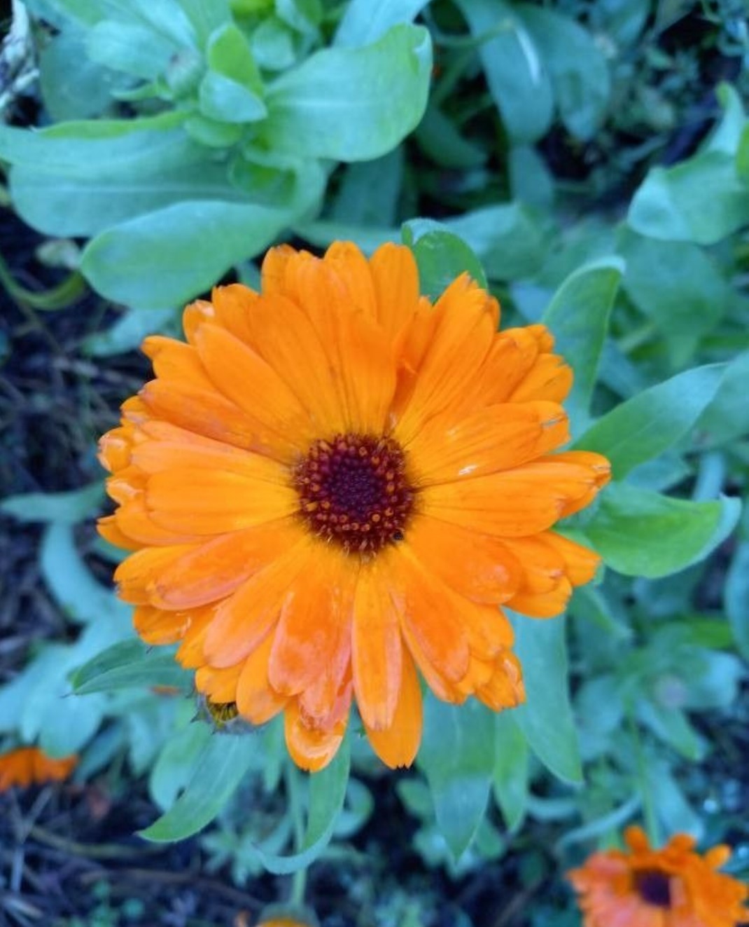Calendula Officinalis (Ringelblume)